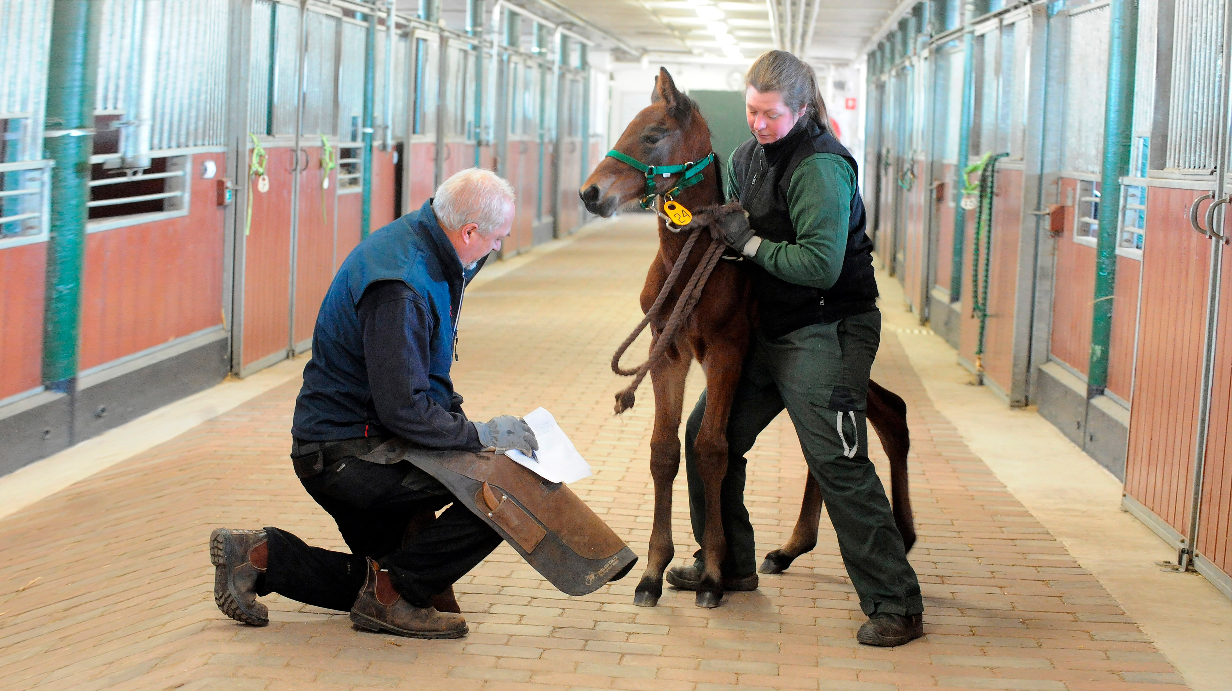 The Swedish farrier Jörgen Nordqvist examining a foal in a stable