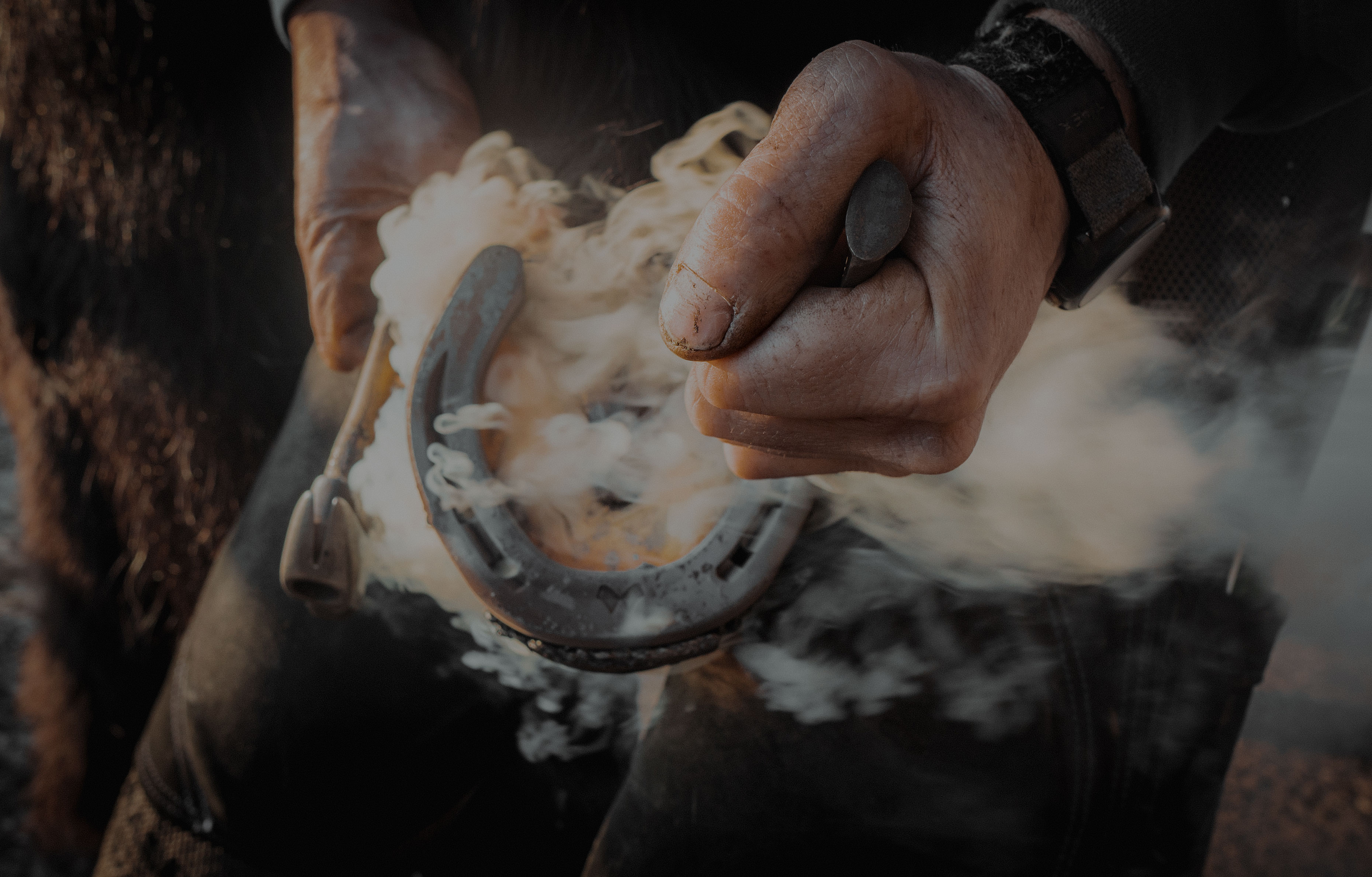 A horseshoe is hot fitted by a farrier