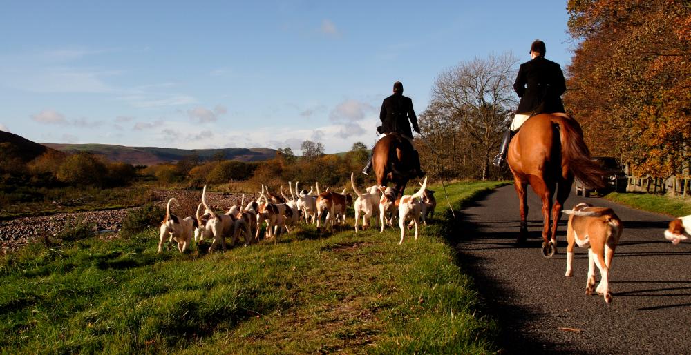 Un grupo de cazadores de zorros con sus perros