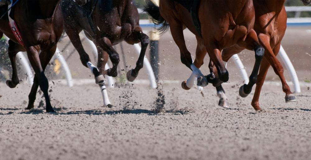 Patas de caballos en un concurso de carreras planas