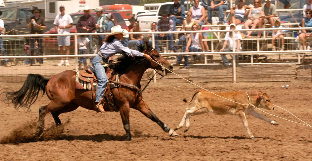 Calf roping in a rodeo
