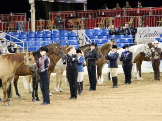 Un concurso de exhibicionismo de caballos